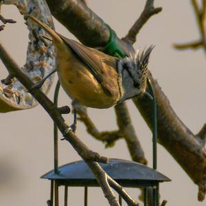 Crested Tit