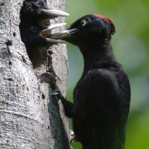 Black woodpecker