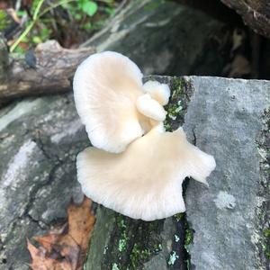 Oyster Mushroom