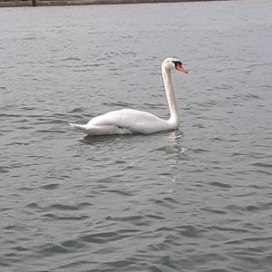 Mute Swan