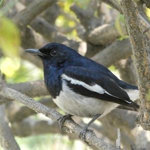 Oriental Magpie-robin