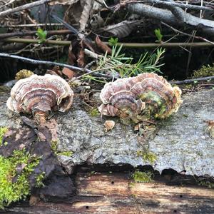 Turkey-tail