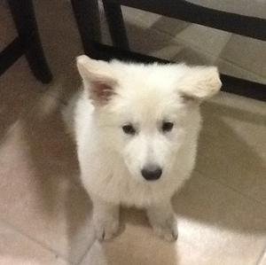 Berger Blanc Suisse