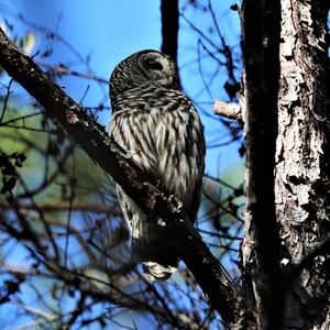 Barred Owl