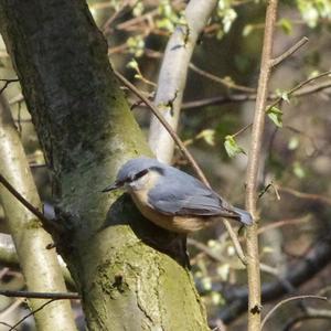 Wood Nuthatch