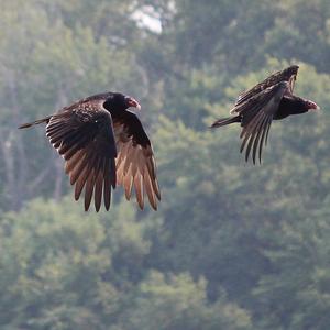 Turkey Vulture