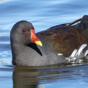 Common Moorhen