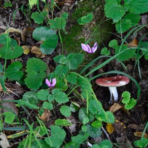 Emetic Russula