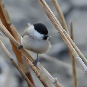 Marsh Tit