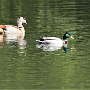 Egyptian Goose