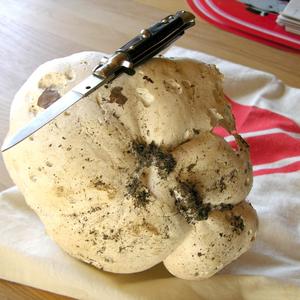 Giant Puffball