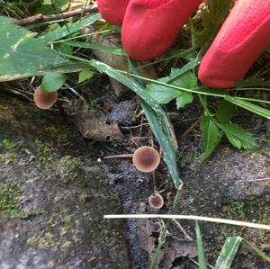 Fairy Ring Mushroom