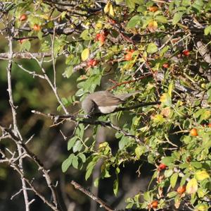 Lesser Whitethroat