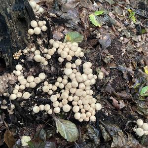 Stump Puffball