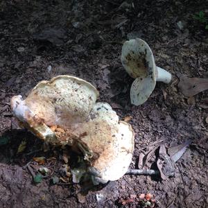 Funnel Clitocybe