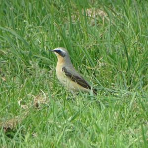 Northern Wheatear