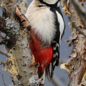 Great Spotted Woodpecker