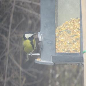 Great Tit