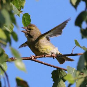 European Greenfinch