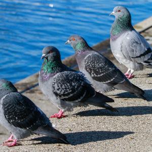 Rock Pigeon