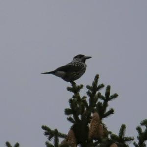 Spotted Nutcracker