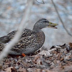 Mallard