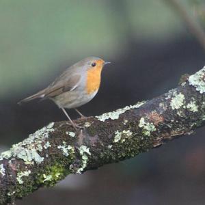 European Robin