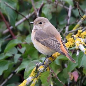 Common Redstart