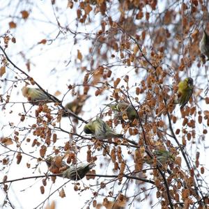 Eurasian Siskin