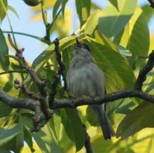 Blackcap