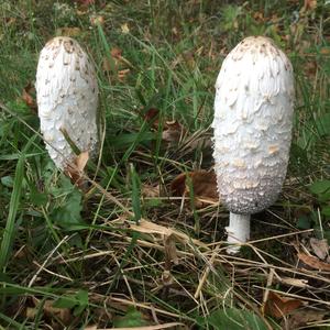 Shaggy Mane