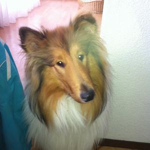 Rough Collie