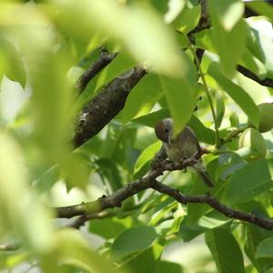 Blackcap