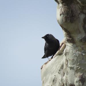 Eurasian Jackdaw