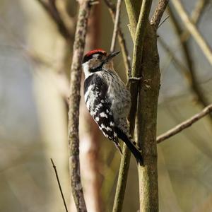 Lesser Spotted Woodpecker