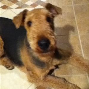 Airedale Terrier