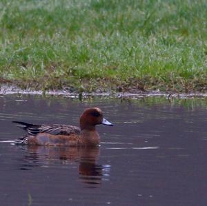 Eurasian Wigeon