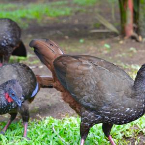 Cauca Guan