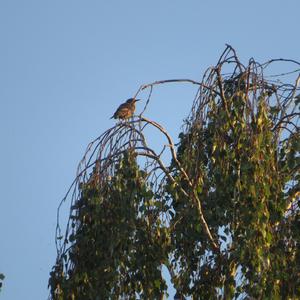 Common Starling