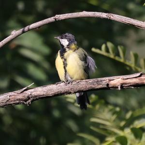 Great Tit