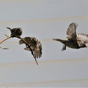 House Sparrow