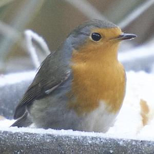 European Robin