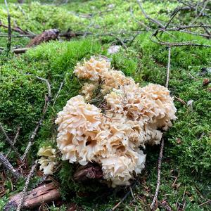 Eastern Cauliflower Mushroom