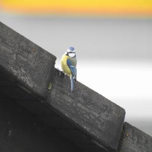 Blue Tit