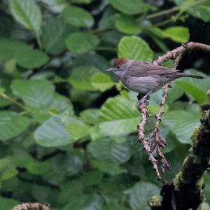 Blackcap