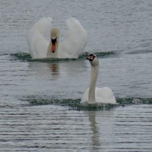 Höckerschwan