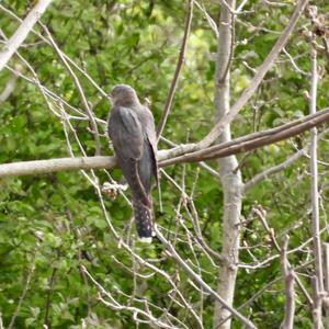 Common Cuckoo