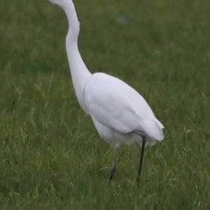 Great Egret