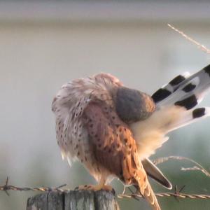 Common Kestrel