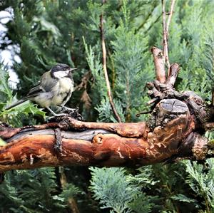 Great Tit